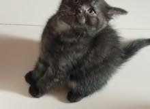 Pure persian Male kitten