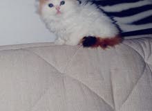 Healthy Persian Kittens for sale best price
