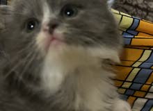 قطط كتن للبيع kitten for sale