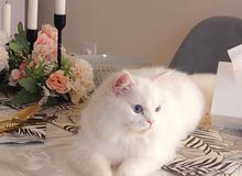 Elegant white Persian Cat