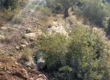Residential Land for Sale in Salfit Bruqin
