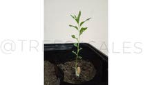 Almond Nut Tree for sale شجرة مكسرات بيذان (لوز) للبيع Almond Nut Tree for sale شجرة مكسرات بيذان (لوز) للبيع