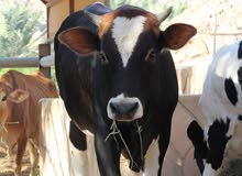 1 male cow and 2 female cow's 1 male cow and 2 female cow's