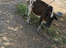 بقره عمانيه بقره عمانيه