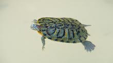 water turtle water turtle