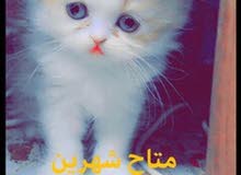 قط ذكر عمري شهرين قط ذكر عمري شهرين