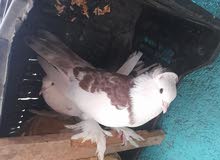 حمام زينه للبيع حمام زينه للبيع