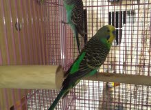 breeding pair budgie breeding pair budgie