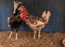 ديج و دياي ديج و دياي