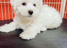 Cute Maltese and Yorkshire puppy available for sale