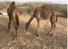 بكار طيبه للبيع بكار طيبه للبيع