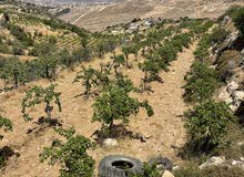 Residential Land for Sale in Hebron Halhul