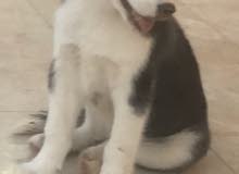 هاسكي سيبيري هاسكي سيبيري
