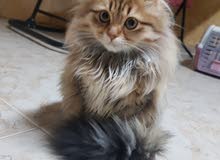شيرازيه 4 اشهر للبيع شيرازيه 4 اشهر للبيع