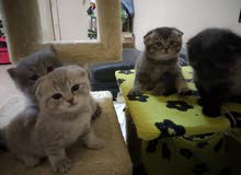 scottish fold X british shorthair kittens scottish fold X british shorthair kittens