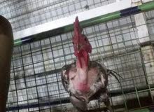 ديج عربي للبيع ديج عربي للبيع