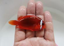 Tomato (Fire) Clownfish (Amphiprion frenatus) Saltwater Fish Tomato (Fire) Clownfish (Amphiprion frenatus) Saltwater Fish