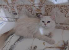 قطه هملايا منتجه قطه هملايا منتجه
