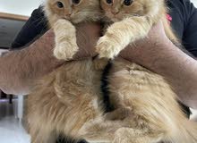 Maine Coon Kitten Maine Coon Kitten