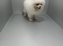 pomeranian for sale pomeranian for sale