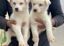 husky for sale husky for sale