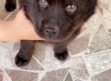 chaw chaw puppy chaw chaw puppy