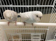 Budgies Pair With Cage Budgies Pair With Cage