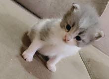 قطط صغيرة قطط صغيرة