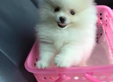 puppy for sale puppy for sale