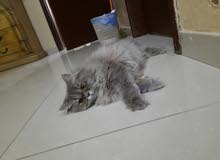 persian cat persian cat