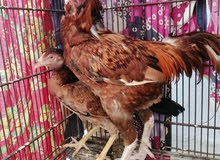 pakisthani chicken (sindi) pakisthani chicken (sindi)