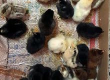 استمارة بيع دجاج... استمارة بيع دجاج...