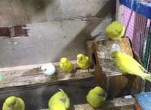 طيور حب هولندي طيور حب هولندي