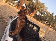 كلب جيرمن فول نثيه العمر 11 شهر كلب جيرمن فول نثيه العمر 11 شهر