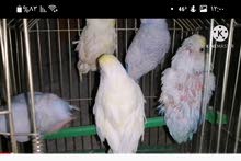 مطلوب طيور حب مطلوب طيور حب