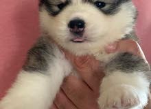 husky wooly coat puppies husky wooly coat puppies