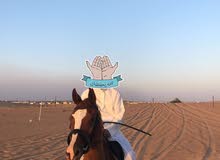 اعلان خيل للبيع ف العين اعلان خيل للبيع ف العين