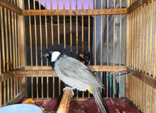 اقره الوصف اقره الوصف