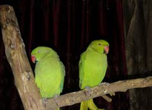 ببغا دره ببغا دره