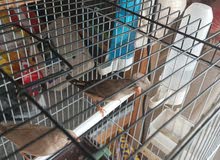 طيور الجنه اقرأ التفاصيل