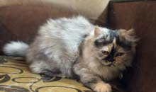 قطه للبيع قطه للبيع