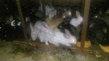 lapin ارانب للبيع رومية و البلدية lapin ارانب للبيع رومية و البلدية