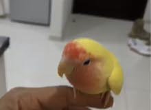 لف بيرد اليف لف بيرد اليف
