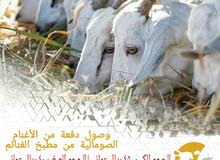 خرفان صومالية للبيع خرفان صومالية للبيع