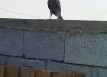 مطلوب خانات حمام مطلوب خانات حمام