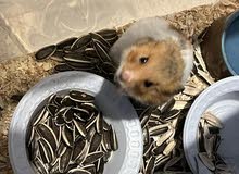 هامستر للبيع hamster for sale