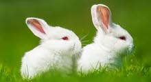 Very Beautiful rabbit pair