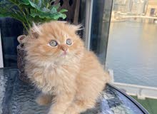 قطط سيبيري ذكر وانثى Siberian male and female قطط سيبيري ذكر وانثى Siberian male and female