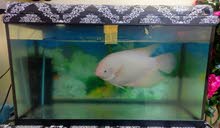 The Giant Gourami Fish for sale The Giant Gourami Fish for sale