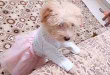 للبيع كلاب bichon maltais الاصلية للبيع كلاب bichon maltais الاصلية